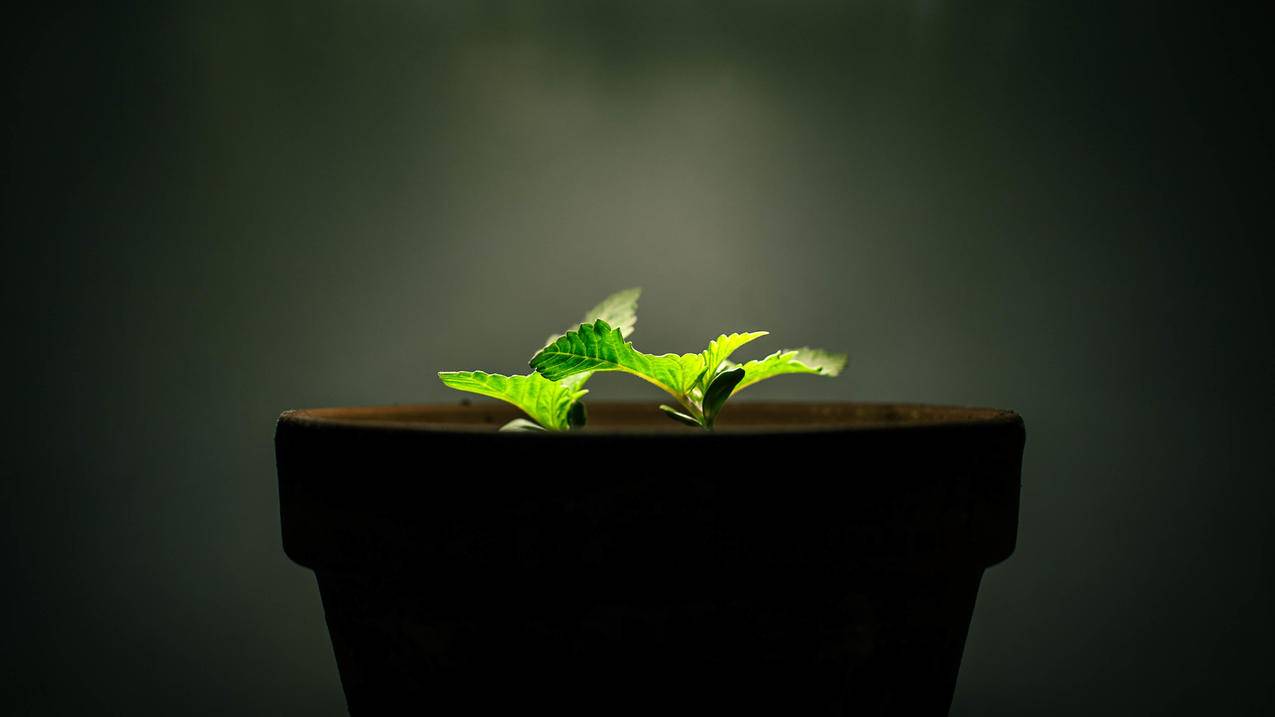 快手刷平台,0.01元一万抖音赞网站,抖音充50赞,快手点赞网站平台